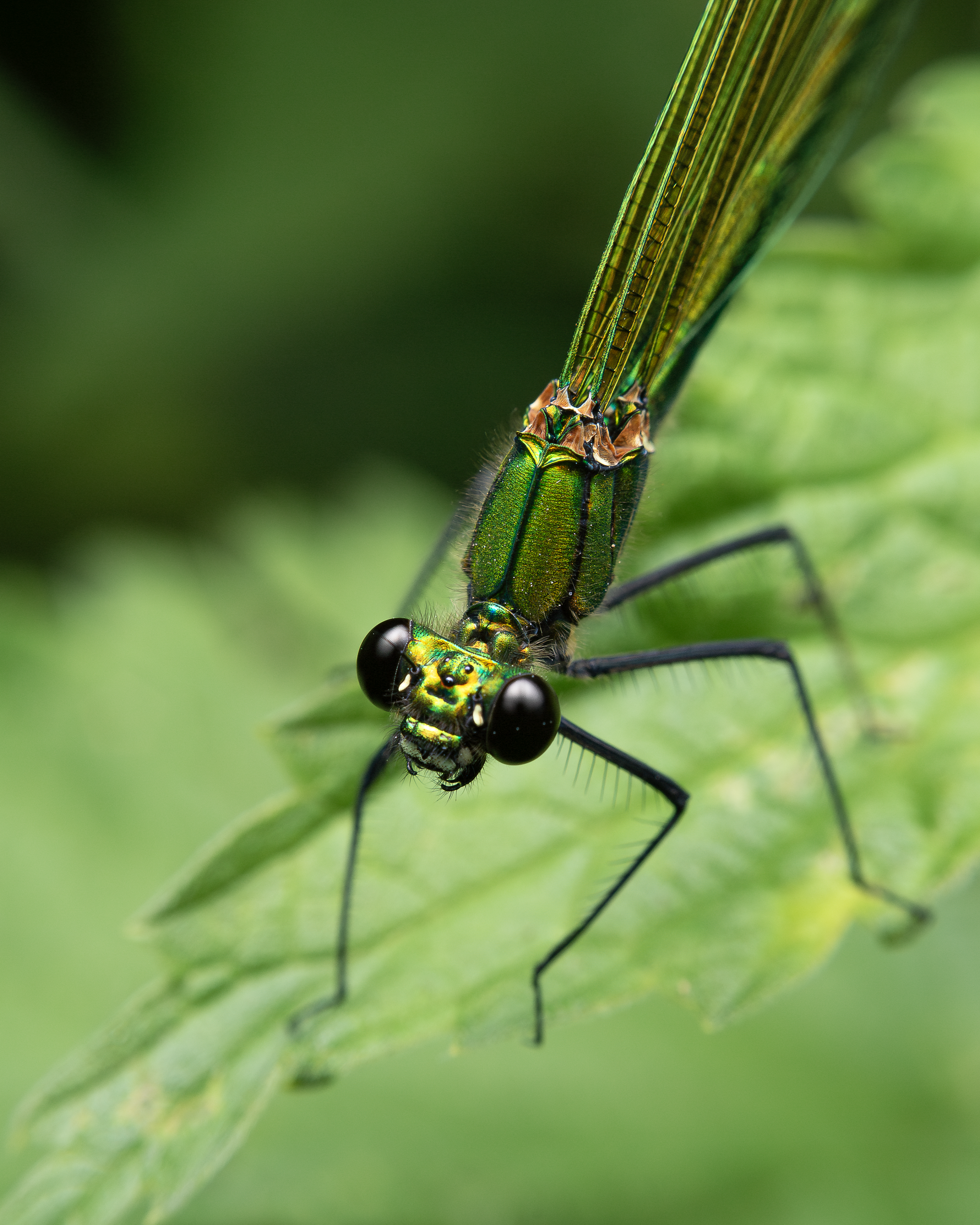 Libellula — scatto in evidenza