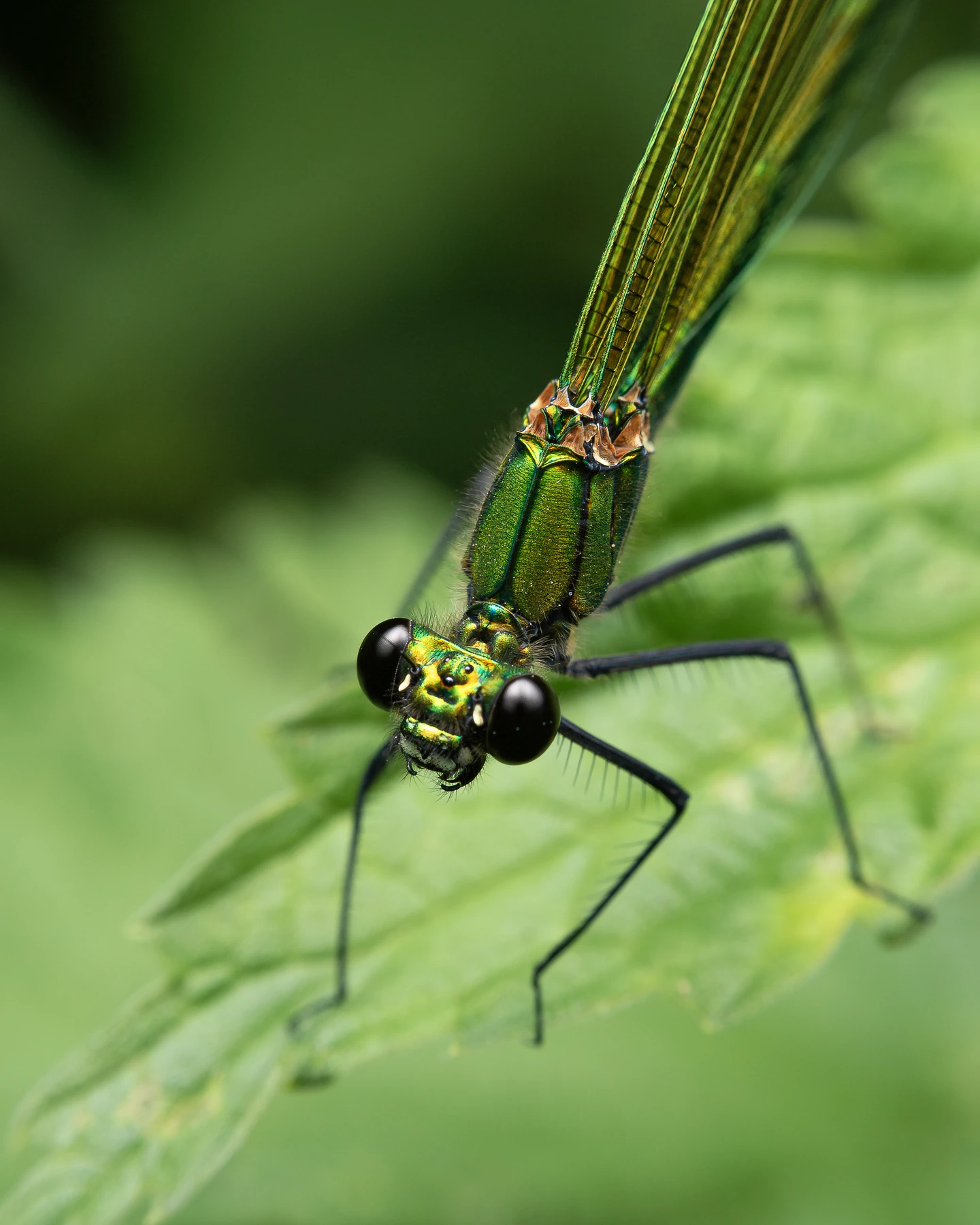 Libellula — scatto in evidenza